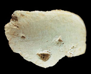 충북 청주 두루봉 유적에서 출토된 사람 얼굴을 새긴 사슴뼈