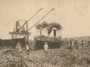 사탕수수 농장에서 일하는 한인 노동자