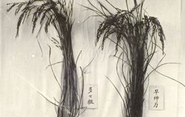 Dadajo (a Korean traditional rice variety) and Josinryeok (a Japanese improved rice variety)