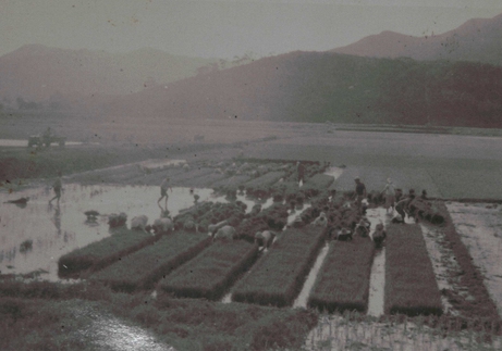 Communal rice planting