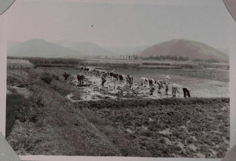 Planting Tong-il rice in Hwaam 2(i)-dong (town), Unsu-myeon (town), Goryeong-gun