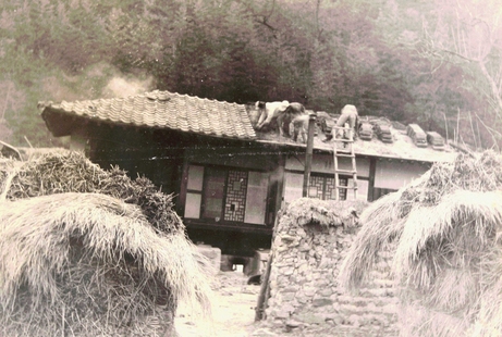 Cooperative work in Bugang village, Maechon-dong, Ssangnim-myeon, Goryeong-gun