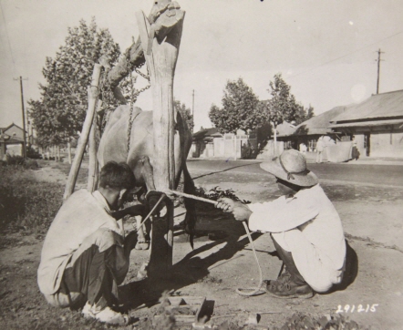 한국 남자 2명이 임시 외양간에서 소에게 굽을 박을 준비를 하고 있다. 그동안 소를 묶어두기 위해서 사슬과 밧줄을 사용하고 있다.(1947)