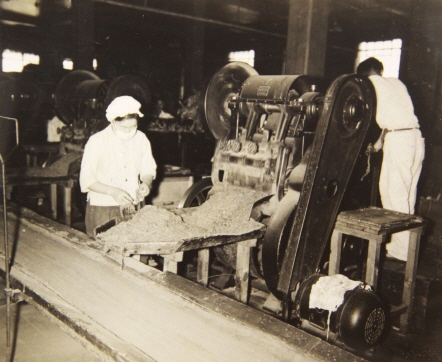 서울 의주로 담배공장. 담배잎을 궐련이나 파이프에 적합하게 자르는 기계이다. 
여성 노동자가 적당한 크기로 잘렸는지 확인하고 있다. (48.6.21) 